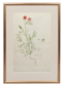 Walery Mroczkowski “Card from the herbarium-Ranunculus ” 1856 