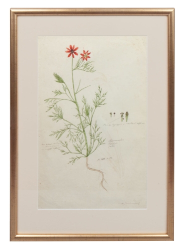 Walery Mroczkowski “Card from the herbarium-Ranunculus ” 1856 
  , antique Warsaw, antique paintings, Galeria Żak, art, antiques