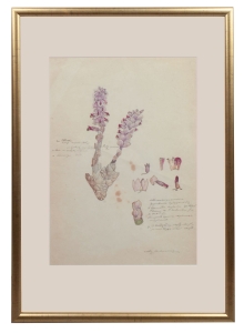 Walery Mroczkowski “Card from the herbarium-common toothwort”, Kaluga, 1857