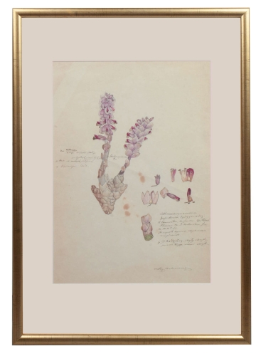 Walery Mroczkowski “Card from the herbarium-common toothwort ”, Kaługa, 1857  , antique Warsaw, antique paintings, Galeria Żak, art, antiques