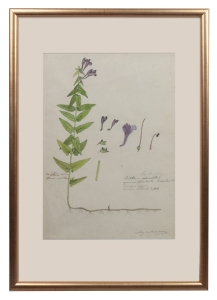 Walery Mroczkowski “Card from the herbarium-Scutellaria ”, near Kaluga, 1858