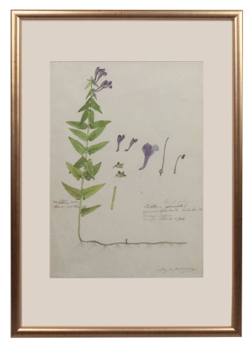 Walery Mroczkowski “Card from the herbarium-Scutellaria ”, near Kaluga, 1858


  , antique Warsaw, antique paintings, Galeria Żak, art, antiques