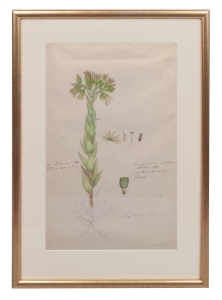 Walery Mroczkowski “Card from the herbarium-Jovibarba ”, Kaluga, 1858