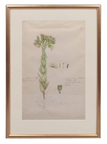 Walery Mroczkowski “Card from the herbarium-Jovibarba ”, Kaluga, 1858  , antique Warsaw, antique paintings, Galeria Żak, art, antiques